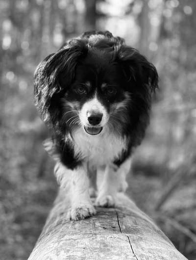 Foto-Challenge 76: Foto in Schwarz-Weiss-Beitrag-Bild