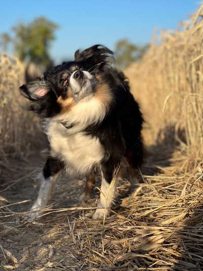 Dogorama Photo Challenge - lustigste Grimasse-Beitrag-Bild