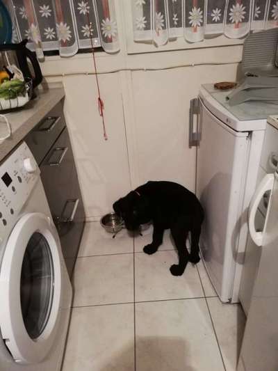 Labradorfans-Beitrag-Bild