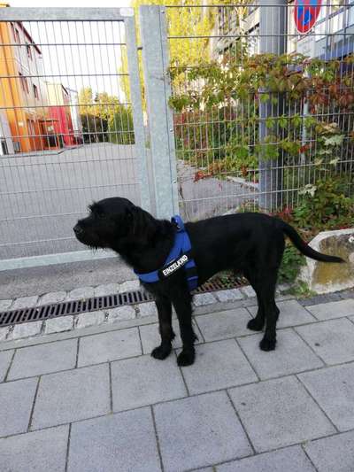 Labradorfans-Beitrag-Bild