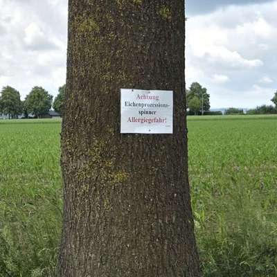 Giftköder-Eichenprozessionsspinner-Bild