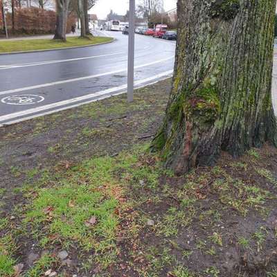 Giftköder-Rattengift am Baum Graffring 55/Stensstr-Bild