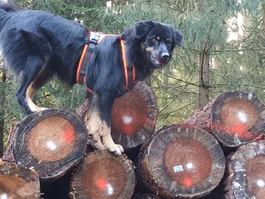 Die Dogorama Kalender Challenge Titelbild-Beitrag-Bild