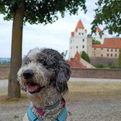 Hundetreffen-Regelmäßiger Gassipartner-Bild