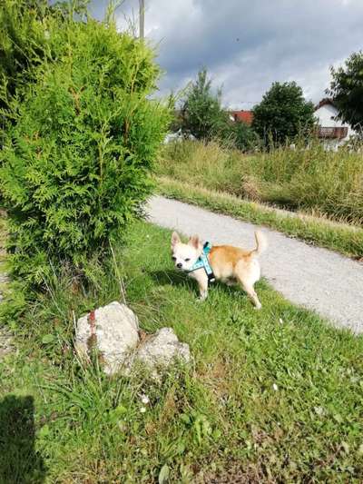 Wo sind die Chihuahua Besitzer ?-Beitrag-Bild