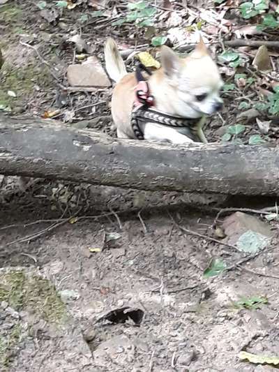 Wo sind die Chihuahua Besitzer ?-Beitrag-Bild