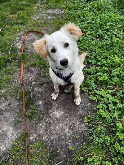 Auslandstierschutz-Beitrag-Bild