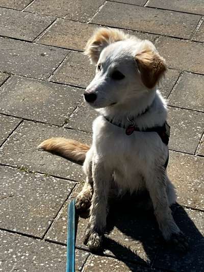 Mischlinge raten - Rätselspaß-Beitrag-Bild