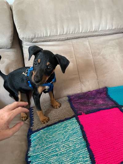 Welpen Bilder !-Beitrag-Bild