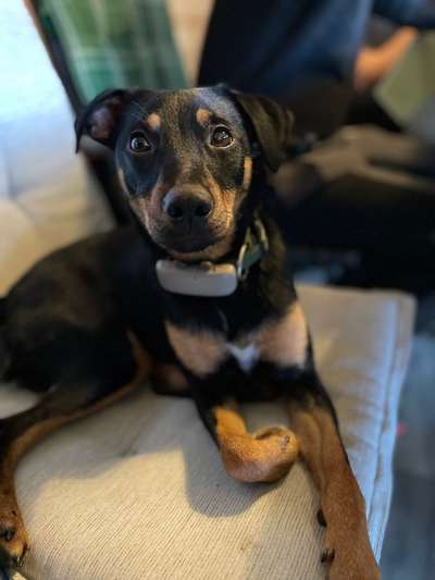 Tierschutz - Auslandstierschutz oder örtliches Tierheim?-Beitrag-Bild