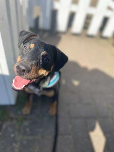 Handy Foto Challange Nr. 46  Happy Dog-Beitrag-Bild