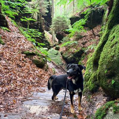 Hundetreffen-Rio sucht Spielgefährten-Bild