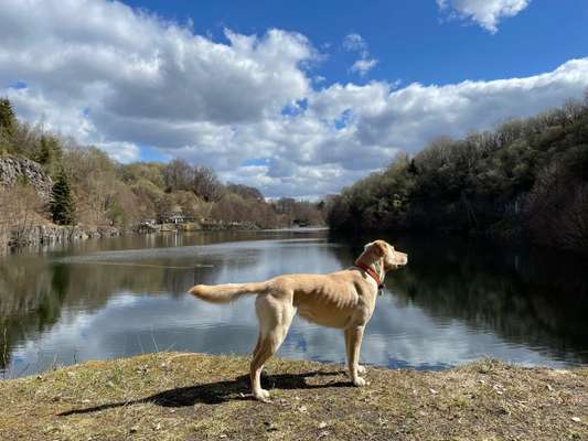 Dogorama-Monats-Challenge-Mai "Wasser"-Beitrag-Bild