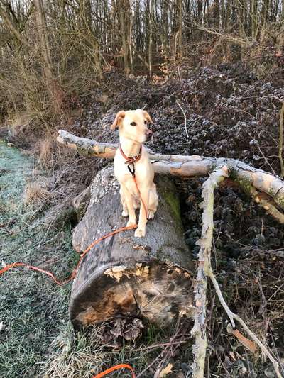 Wie wichtig ist euch das Aussehen eures Hundes?-Beitrag-Bild