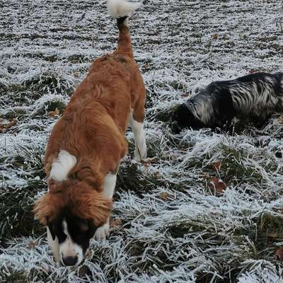 Hundetreffen-Spielkameraden für groß (Bernhardiner) und klein (Cocker Spaniel) gesucht-Bild