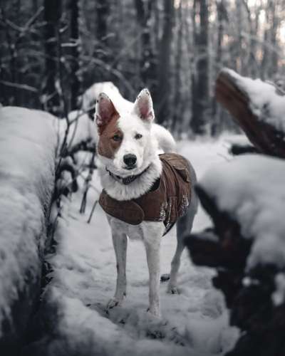 Dogorama Photo Challenge - Winterstimmung-Beitrag-Bild