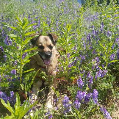 Hundetreffen-Nette Bekanntschaften-Bild