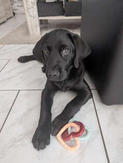 Hundetreffen-Welpentreffen-Bild