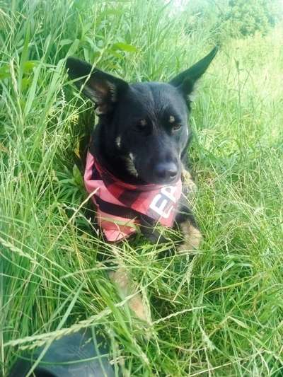 Hundetreffen-Treffen :)-Bild