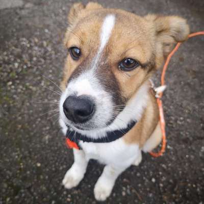 Hundetreffen-Welpentreffen Raum Geilenkirchen gesucht-Bild