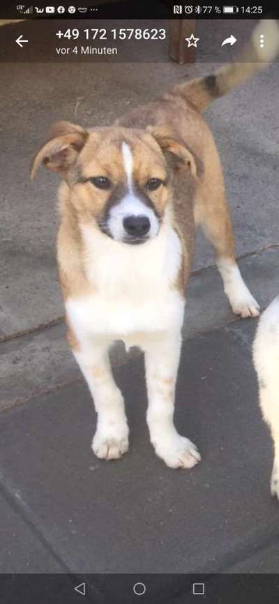 Welpen Bilder !-Beitrag-Bild