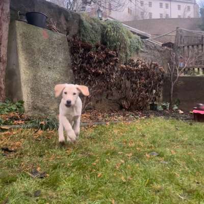 Hundetreffen-Welpentreffen-Bild