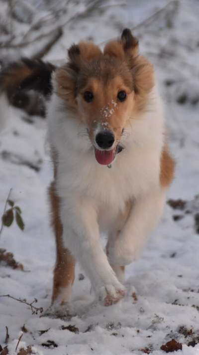 Welpen Bilder !-Beitrag-Bild