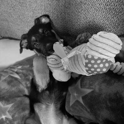 Foto-Challenge 76: Foto in Schwarz-Weiss-Beitrag-Bild