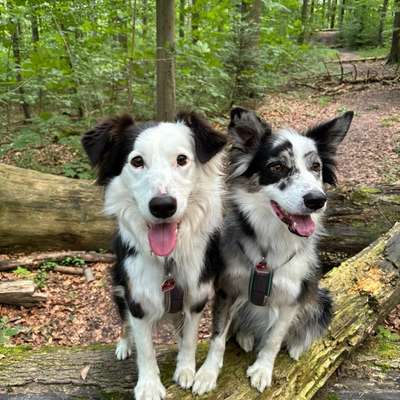 Hundetreffen-Border Collie - Australien Shepherd treffen