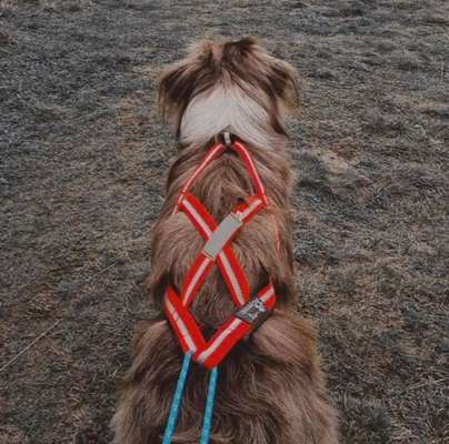 Hundetreffen-Canicross / Caniwalk-Bild