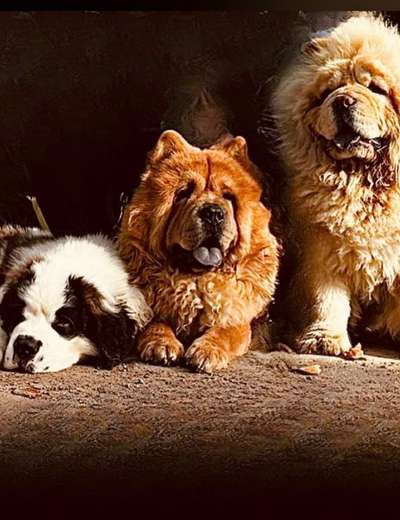 Chow Chows?-Beitrag-Bild