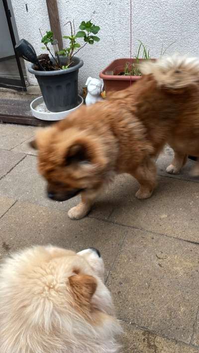 Chow Chows?-Beitrag-Bild