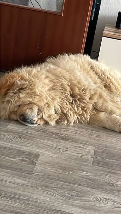 Chow Chows?-Beitrag-Bild