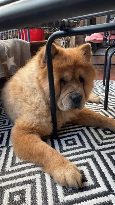 Chow Chows?-Beitrag-Bild