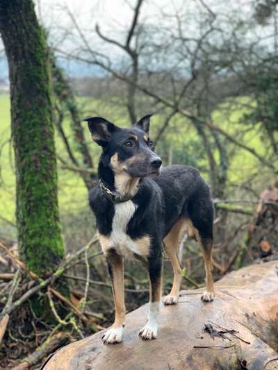 Wo habt ihr eure Hunde her ?-Beitrag-Bild