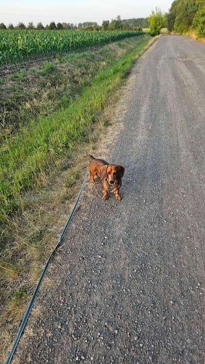 Hundetreffen-Gassirunde und neue Freundschaften knüpfen-Bild