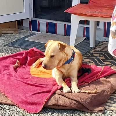 Hundetreffen-Landkreis Cham-Bild