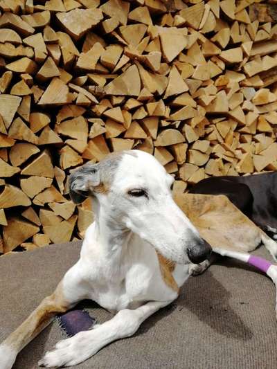 Windhunde - Treffen der besonderen Schönheiten
HERZLICH WILLKOMMEN-Beitrag-Bild