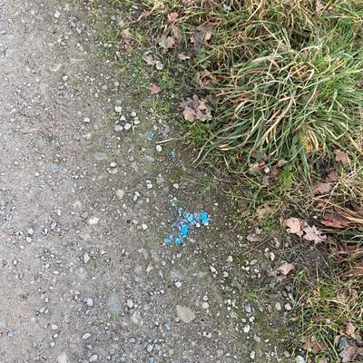 Giftköder-Rattengift-Bild