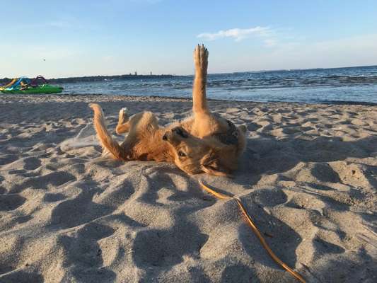 Die Dogorama Wochen Challenge: “Dein Hund im Urlaub”-Beitrag-Bild