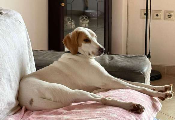 Tierschutzhunde suchen ein Zuhause-Beitrag-Bild