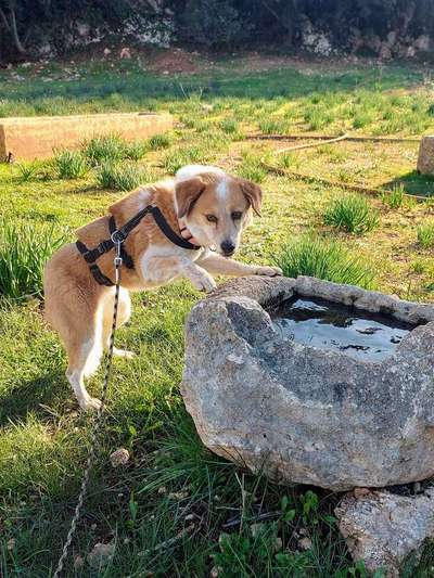 Tierschutzhunde suchen ein Zuhause-Beitrag-Bild