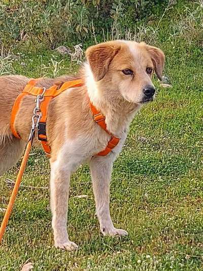 Tierschutzhunde suchen ein Zuhause-Beitrag-Bild