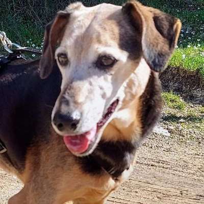 Tierschutzhunde suchen ein Zuhause-Beitrag-Bild