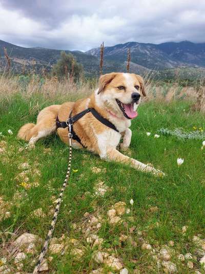 Tierschutzhunde suchen ein Zuhause-Beitrag-Bild