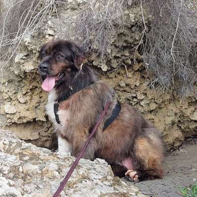 Tierschutzhunde suchen ein Zuhause-Beitrag-Bild