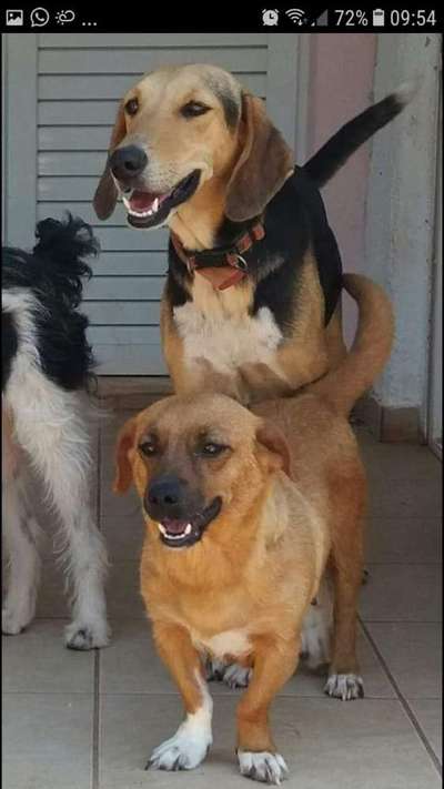 Tierschutzhunde suchen ein Zuhause-Beitrag-Bild