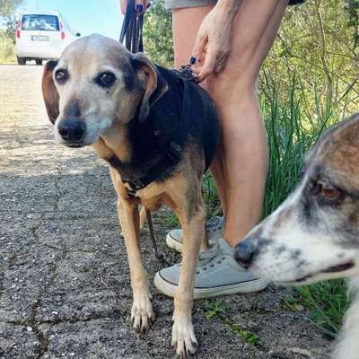 Tierschutzhunde suchen ein Zuhause-Beitrag-Bild