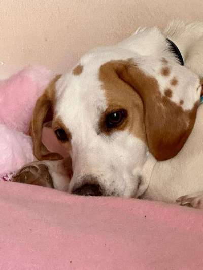 Tierschutzhunde suchen ein Zuhause-Beitrag-Bild