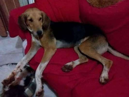 Tierschutzhunde suchen ein Zuhause-Beitrag-Bild